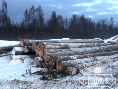 заготовка зимнего леса